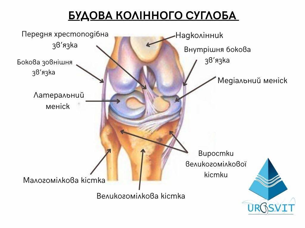 Будова колінного суглоба.